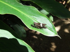 Notocrypta waigensis