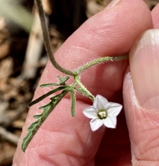 Convolvulus clementii