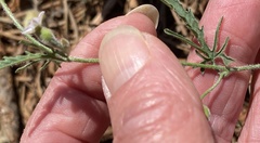 Convolvulus clementii