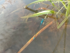 Pseudagrion microcephalum