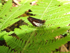 Notocrypta waigensis