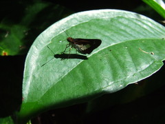 Notocrypta waigensis