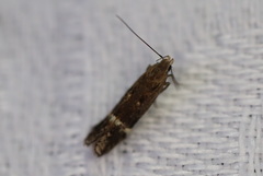 Aproaerema simplexella