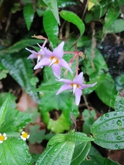 Conandron ramondioides