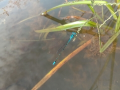 Pseudagrion microcephalum