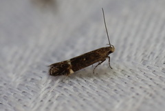 Aproaerema simplexella