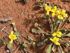 Goodenia occidentalis