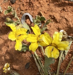 Goodenia occidentalis