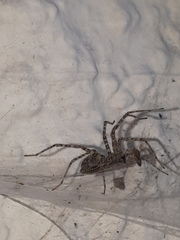 Tegenaria ferruginea