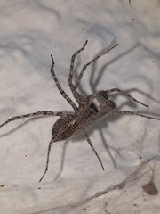 Tegenaria ferruginea