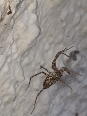 Tegenaria ferruginea