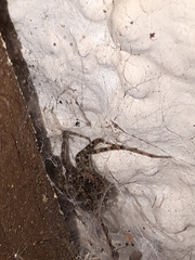 Tegenaria ferruginea