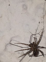 Tegenaria ferruginea