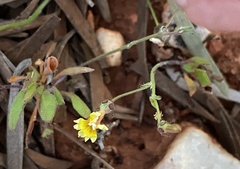 Goodenia pusilliflora