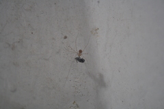 Pholcus phalangioides