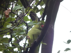 Psittacula krameri