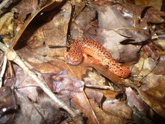 Pseudotriton ruber schencki