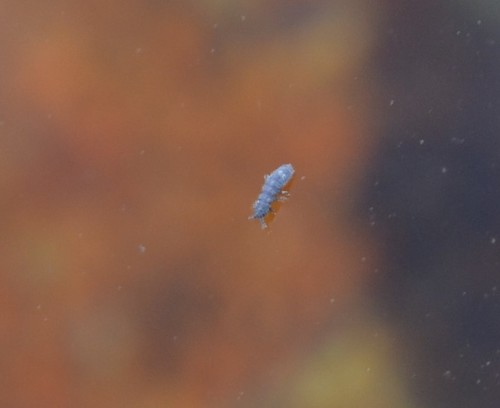 photo of Seashore Springtail (Anurida maritima)