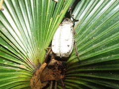 Dermolepida albohirtum