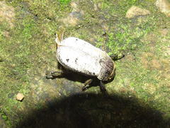 Dermolepida albohirtum