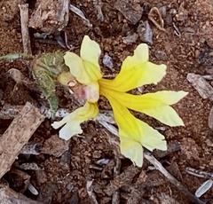 Goodenia pusilliflora