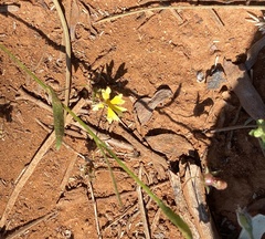 Goodenia pusilliflora