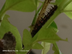 Doleschallia bisaltide