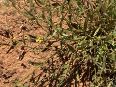 Goodenia pusilliflora