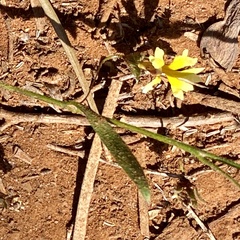Goodenia pusilliflora