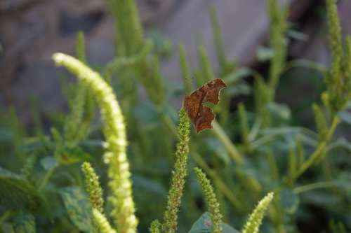 Asian Comma
