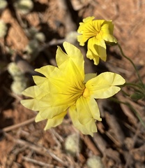 Goodenia mimuloides