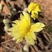 Goodenia mimuloides - Photo (c) Loxley Fedec, some rights reserved (CC BY-NC), uploaded by Loxley Fedec