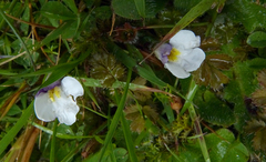 Mazus radicans