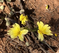 Goodenia mimuloides