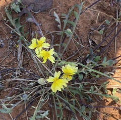 Goodenia mimuloides