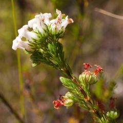 Erica denticulata