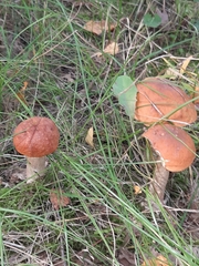 Leccinum albostipitatum