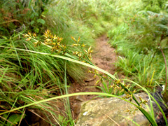 Carex spicatopaniculata
