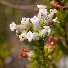 Erica denticulata
