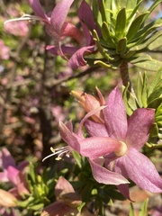 Eremophila miniata