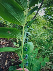 Polygonatum odoratum maximowiczii
