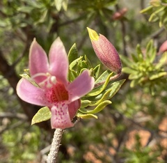 Eremophila miniata