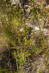 Erica denticulata