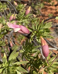 Eremophila miniata