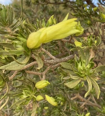 Eremophila miniata