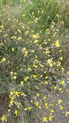 Diplotaxis tenuifolia