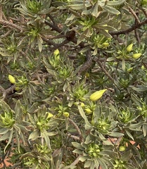 Eremophila miniata