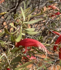 Eremophila decipiens