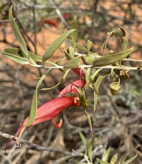 Eremophila decipiens
