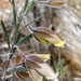 Eremophila eriocalyx - Photo (c) Loxley Fedec, some rights reserved (CC BY-NC), uploaded by Loxley Fedec